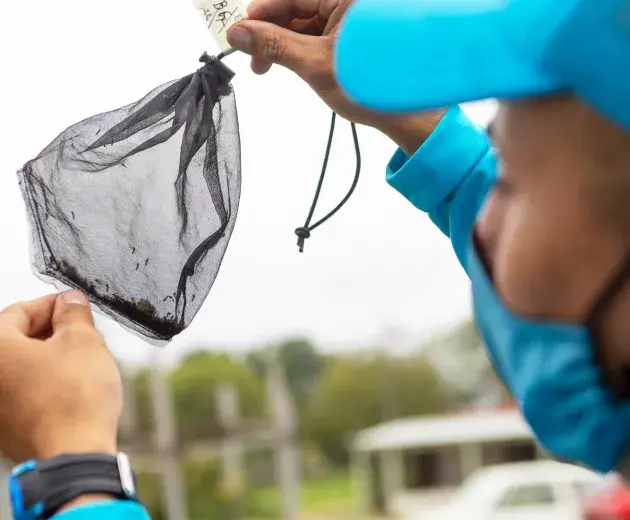 Mosquito de liberación