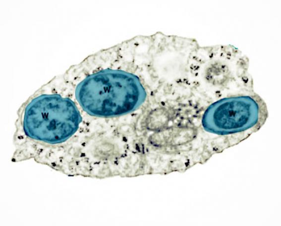 Wolbachia - sólido