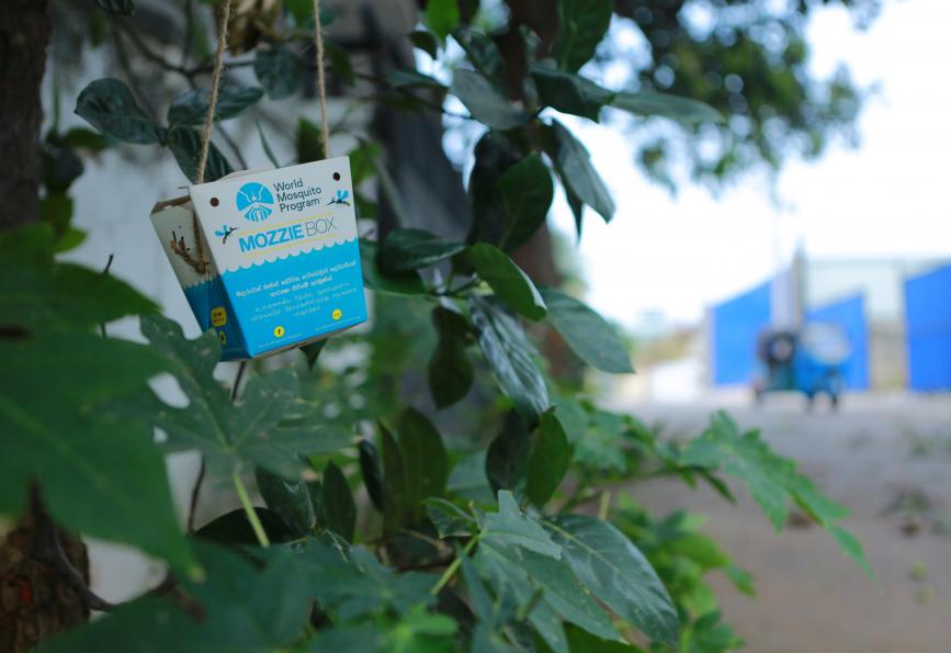Una caja de lunares colgada de un árbol en Colombo, Sri Lanka