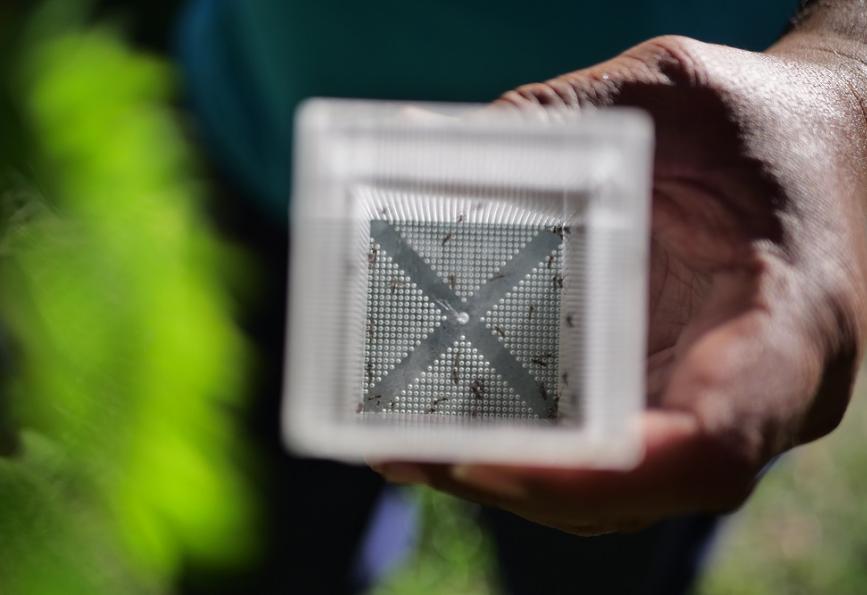 Aedes aegypti mosquitos