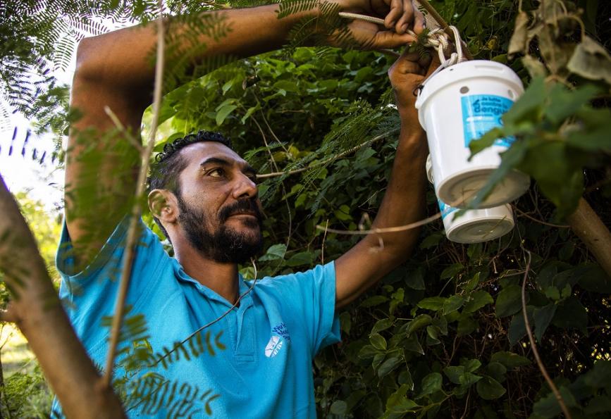 Un miembro del personal de World Mosquito Program cuelga un contenedor de liberación de mosquitos en un árbol de Nueva Caledonia.