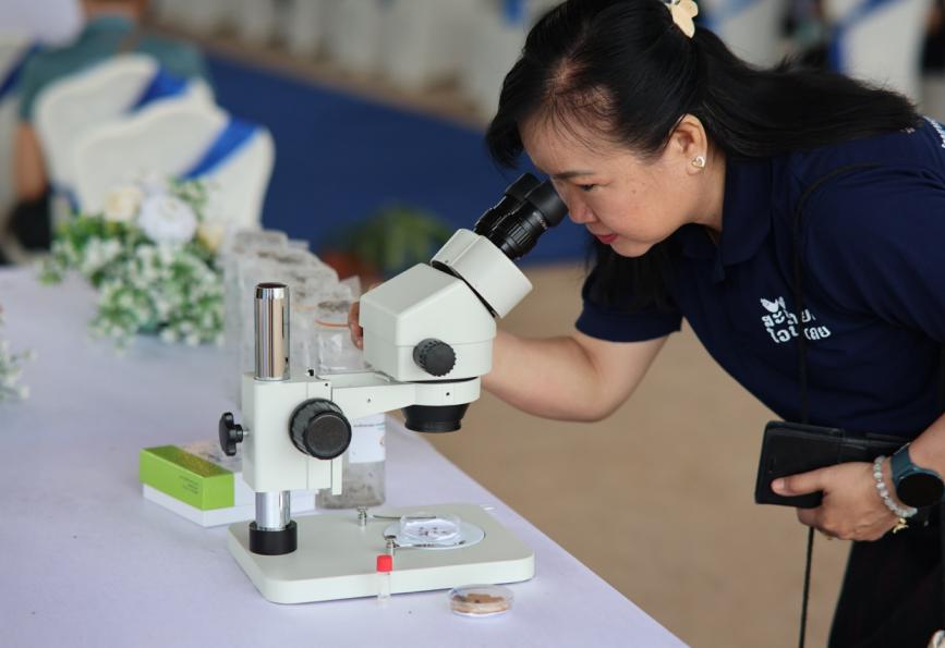 Un voluntario de « World Mosquito Program » observa a través de un microscopio unos mosquitos de l Wolbachia  